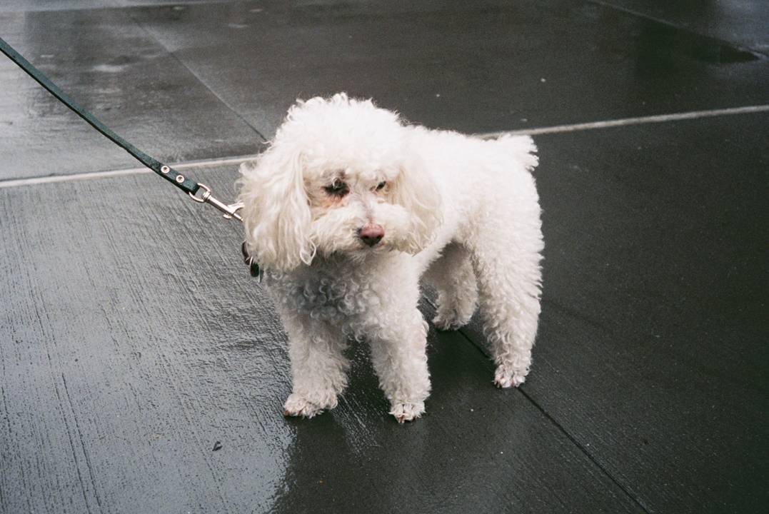 Hp Doggo